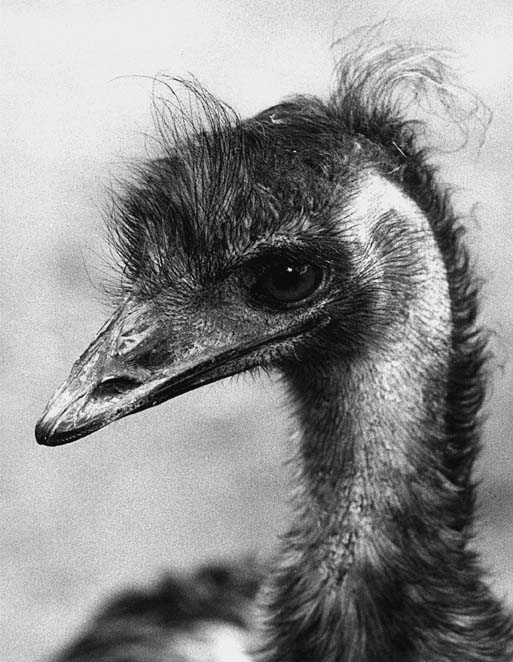 Emu hnědý